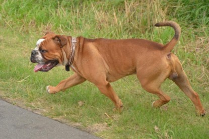 Continental Bulldogs Seeblickbulls Bilderalbum - Ausflug mit Dante