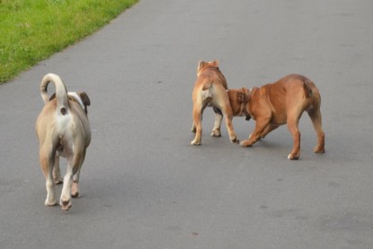 Continental Bulldogs Seeblickbulls Bilderalbum - Ausflug mit Dante