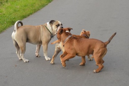 Continental Bulldogs Seeblickbulls Bilderalbum - Ausflug mit Dante