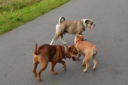 Continental Bulldogs Seeblickbulls Bilderalbum - Ausflug mit Dante