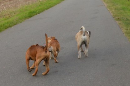 Continental Bulldogs Seeblickbulls Bilderalbum - Ausflug mit Dante