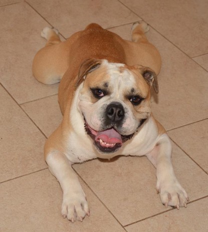 Continental Bulldogs Seeblickbulls Bilderalbum - Barney zu Besuch