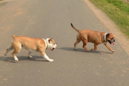 Continental Bulldogs Seeblickbulls Bilderalbum - Barney zu Besuch