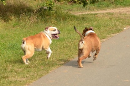 Continental Bulldogs Seeblickbulls Bilderalbum - Barney zu Besuch