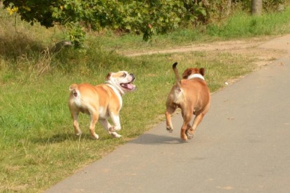 Continental Bulldogs Seeblickbulls Bilderalbum - Barney zu Besuch