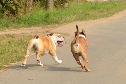 Continental Bulldogs Seeblickbulls Bilderalbum - Barney zu Besuch