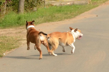 Continental Bulldogs Seeblickbulls Bilderalbum - Barney zu Besuch