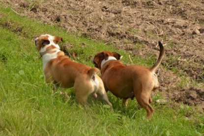 Continental Bulldogs Seeblickbulls Bilderalbum - Barney zu Besuch