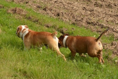 Continental Bulldogs Seeblickbulls Bilderalbum - Barney zu Besuch