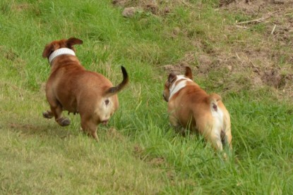 Continental Bulldogs Seeblickbulls Bilderalbum - Barney zu Besuch