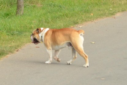 Continental Bulldogs Seeblickbulls Bilderalbum - Barney zu Besuch