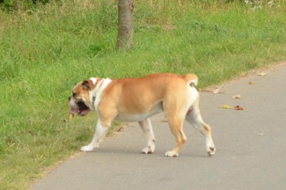 Continental Bulldogs Seeblickbulls Bilderalbum - Barney zu Besuch