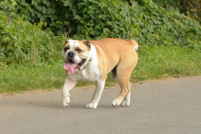 Continental Bulldogs Seeblickbulls Bilderalbum - Barney zu Besuch