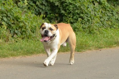 Continental Bulldogs Seeblickbulls Bilderalbum - Barney zu Besuch