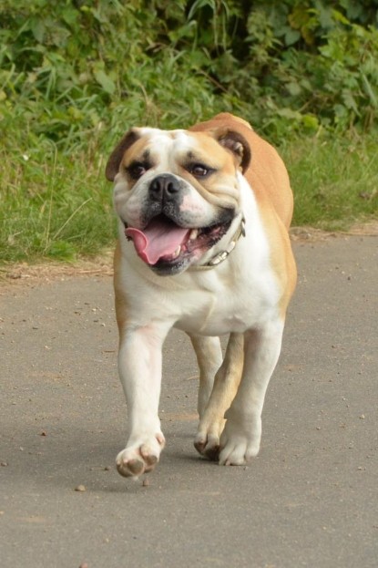 Continental Bulldogs Seeblickbulls Bilderalbum - Barney zu Besuch