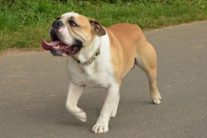 Continental Bulldogs Seeblickbulls Bilderalbum - Barney zu Besuch