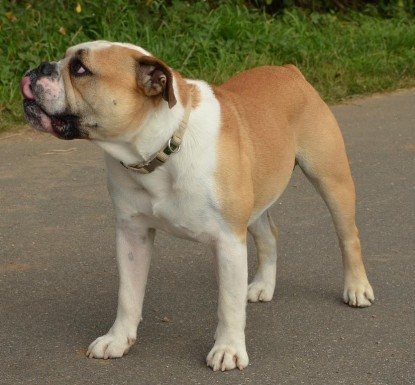 Continental Bulldogs Seeblickbulls Bilderalbum - Barney zu Besuch