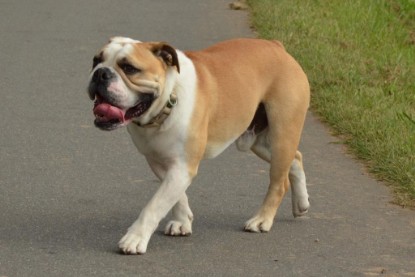 Continental Bulldogs Seeblickbulls Bilderalbum - Barney zu Besuch