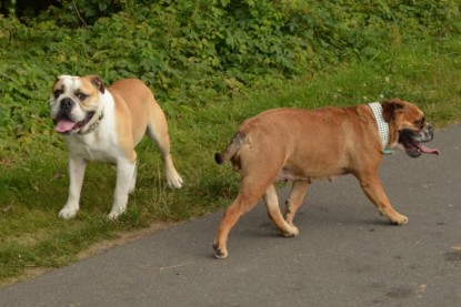 Continental Bulldogs Seeblickbulls Bilderalbum - Barney zu Besuch