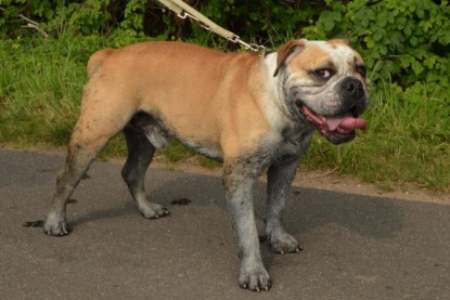 Continental Bulldogs Seeblickbulls Bilderalbum - Barney zu Besuch