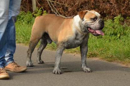 Continental Bulldogs Seeblickbulls Bilderalbum - Barney zu Besuch