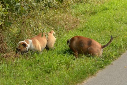 Continental Bulldogs Seeblickbulls Bilderalbum - Barney zu Besuch