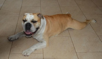 Continental Bulldogs Seeblickbulls Bilderalbum - Barney zu Besuch