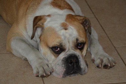 Continental Bulldogs Seeblickbulls Bilderalbum - Barney zu Besuch