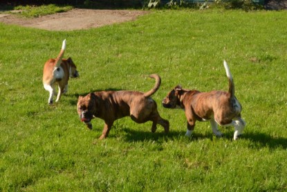 Continental Bulldogs Seeblickbulls Bilderalbum - Fiete zu Besuch