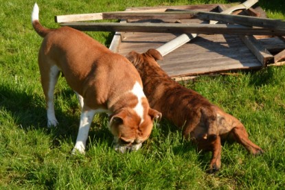 Continental Bulldogs Seeblickbulls Bilderalbum - Fiete zu Besuch