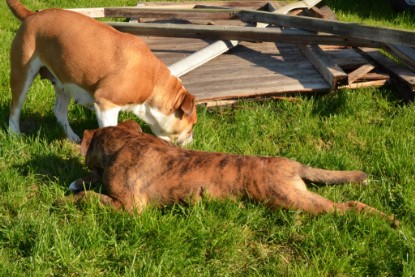 Continental Bulldogs Seeblickbulls Bilderalbum - Fiete zu Besuch