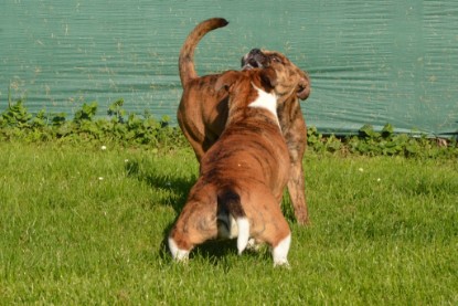 Continental Bulldogs Seeblickbulls Bilderalbum - Fiete zu Besuch