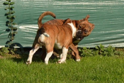 Continental Bulldogs Seeblickbulls Bilderalbum - Fiete zu Besuch