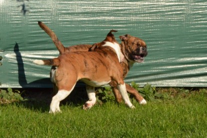 Continental Bulldogs Seeblickbulls Bilderalbum - Fiete zu Besuch