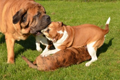 Continental Bulldogs Seeblickbulls Bilderalbum - Fiete zu Besuch