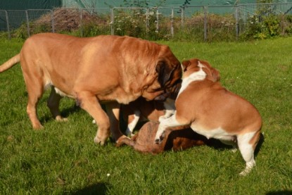 Continental Bulldogs Seeblickbulls Bilderalbum - Fiete zu Besuch