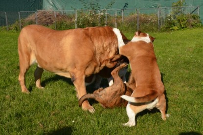 Continental Bulldogs Seeblickbulls Bilderalbum - Fiete zu Besuch