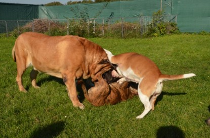 Continental Bulldogs Seeblickbulls Bilderalbum - Fiete zu Besuch