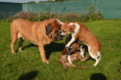 Continental Bulldogs Seeblickbulls Bilderalbum - Fiete zu Besuch