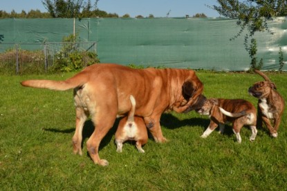 Continental Bulldogs Seeblickbulls Bilderalbum - Fiete zu Besuch