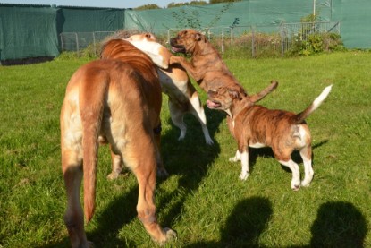 Continental Bulldogs Seeblickbulls Bilderalbum - Fiete zu Besuch