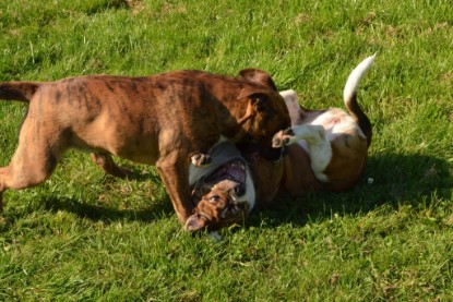 Continental Bulldogs Seeblickbulls Bilderalbum - Fiete zu Besuch