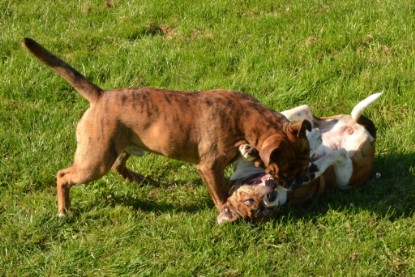 Continental Bulldogs Seeblickbulls Bilderalbum - Fiete zu Besuch