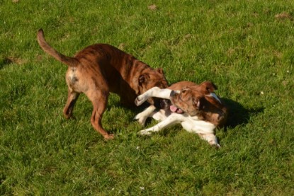 Continental Bulldogs Seeblickbulls Bilderalbum - Fiete zu Besuch