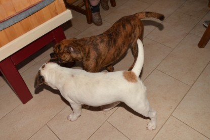 Continental Bulldogs Seeblickbulls Bilderalbum - Fiete zu Besuch