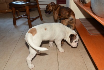 Continental Bulldogs Seeblickbulls Bilderalbum - Fiete zu Besuch