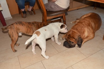 Continental Bulldogs Seeblickbulls Bilderalbum - Fiete zu Besuch