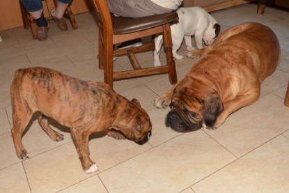 Continental Bulldogs Seeblickbulls Bilderalbum - Fiete zu Besuch