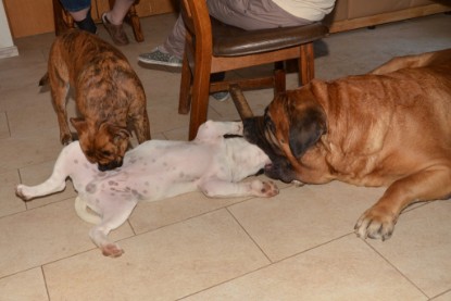 Continental Bulldogs Seeblickbulls Bilderalbum - Fiete zu Besuch