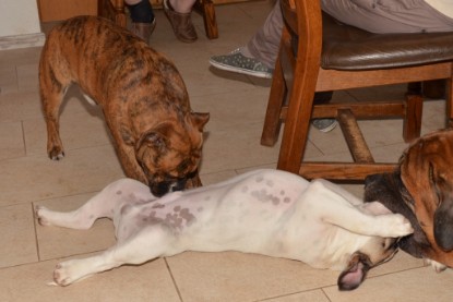 Continental Bulldogs Seeblickbulls Bilderalbum - Fiete zu Besuch